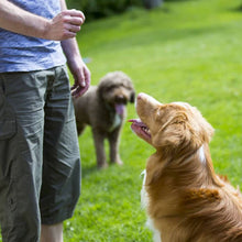 Charger l'image dans la galerie, Friandise naturelle pour chien et chat 100% Poisson Blanc
