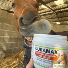 Charger l'image dans la galerie, Curamax™ — Curcumine Concentrée pour Chevaux — Santé articulaire

